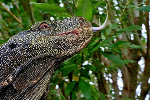 Crocodile monitor (Varanus salvadorii)