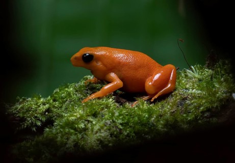 Golden mantella (Mantella aurantiaca) in the rainforests of East Madagascar