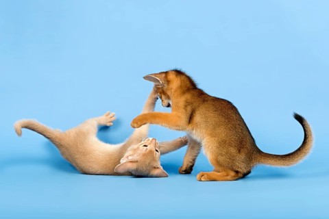 Two Abyssinian kittens