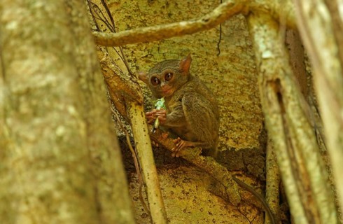 Spectral Tarsier (Tarsius spectrum