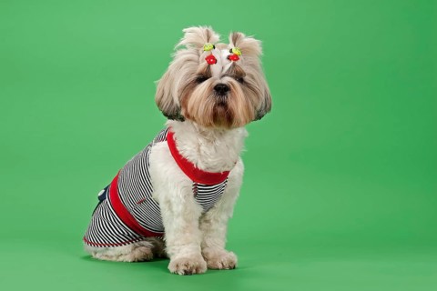 Shih Tzu dog