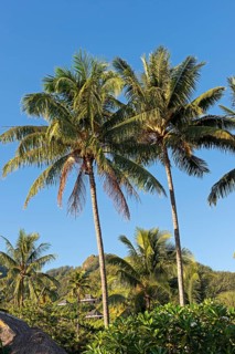 Palm trees against a tropical landscape