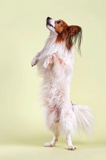 Papillon dog