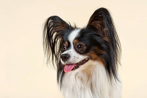 Papillon dog
