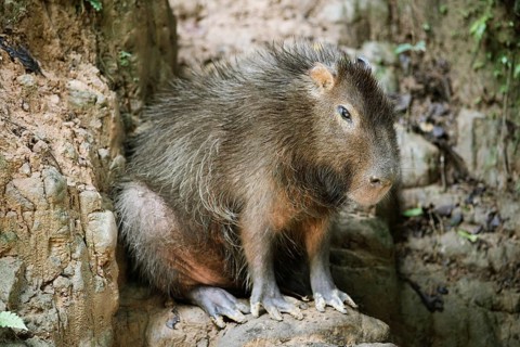 Capybara (Hydrochoerus hydrochaeris)