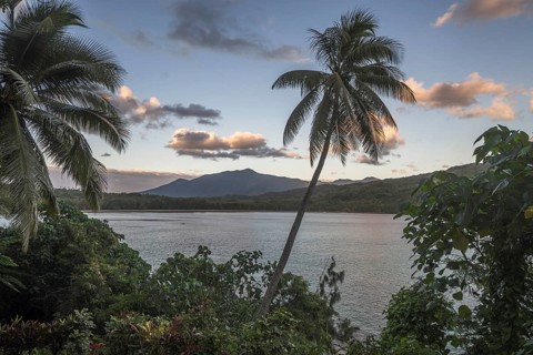 Palm trees off Port Resolution Bay