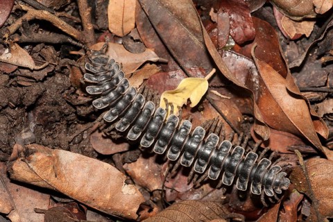 Tractor millipede (Barydesmus sp.) on leaf litter