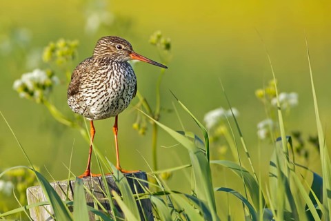 Redshank (Tringa totanus)