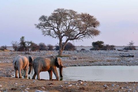 African Elephants (Loxodonta africana)