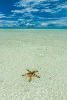 Sea star in the sand
