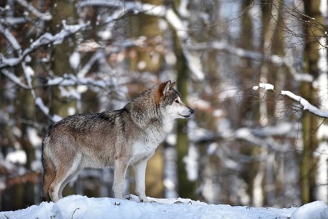 Male leader of the pack