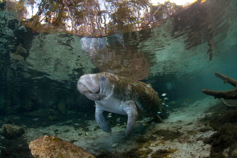 West Indian Manatee (Trichechus manatus) at cleaning station