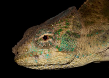 Chameleon (Calumma ambreense)