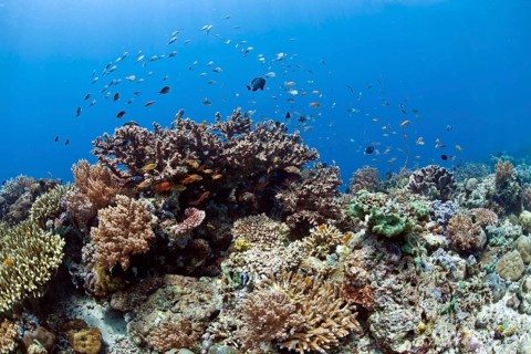 Tropical coral reef with sea goldies (Pseudanthias squamipinnis) and damselfish (Chromis chromis) in front of Menjangan