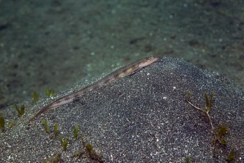 Sand diver (Trichonotus marleyi)