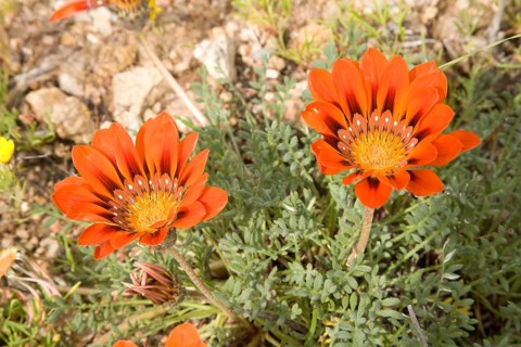 Gazanias (Gazania spec.)