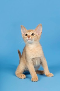 Abyssinian kitten