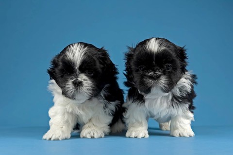 Two Shih Tzu puppies