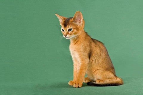 Abyssinian Kitten