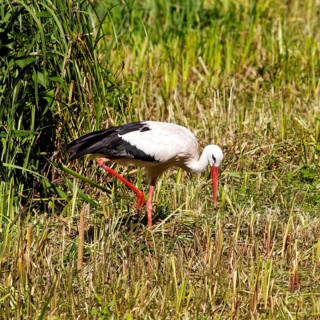 White Stork (Ciconia ciconia)