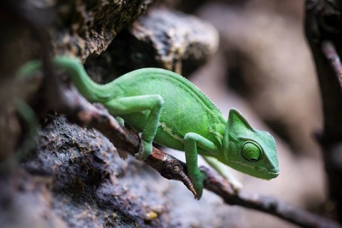 Veiled Chameleon (Chamaeleo calyptratus)