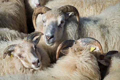 Flock of sheep in a pen