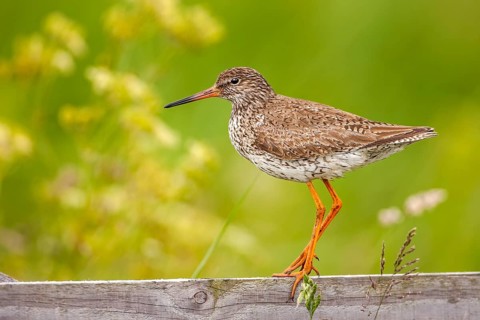 Redshank (Tringa totanus)