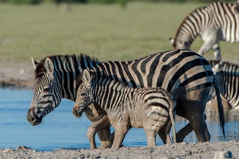 Burchell's Zebra (Equus quagga burchelli)