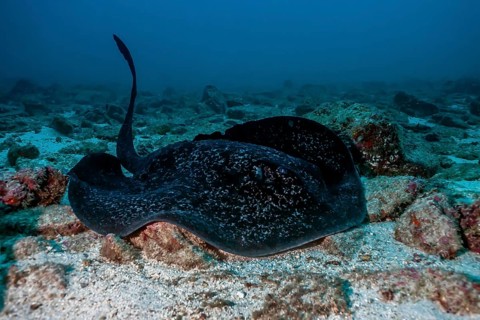 Round ribbontail ray (Taeniura meyeni)