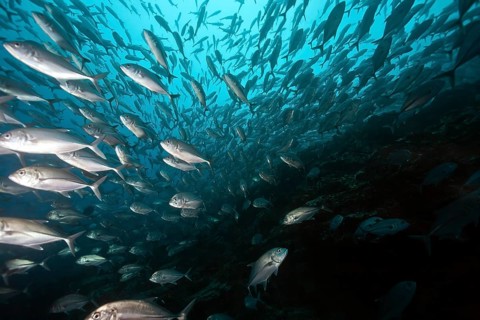 School of Bigeye trevallies (Caranx sexfasciatus)
