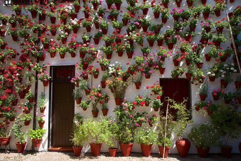 Flower-bedecked inner courtyard during the Fiesta de los Patios