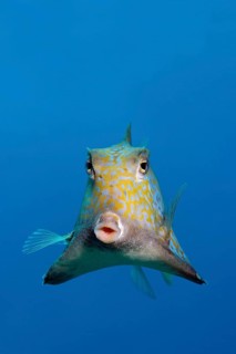 Humpback turretfish (Tetrosomus gibbosus)