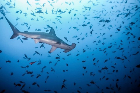 Scalloped Hammerhead Shark (Sphyrna lewini)