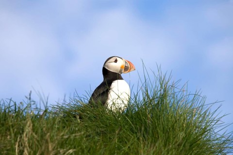 Puffin (Fratercula arctica)