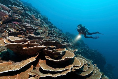 Diver with lamp floating above steep drop with Pore Corals growing in the shape of terraces (Montipora tuberculosa)