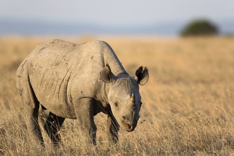 Black Rhinoceros (Diceros bicornis)
