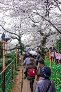 Tourists and Japanese under blossoming cherry trees