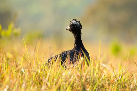 Bare-faced Curassow (Crax fasciolata)