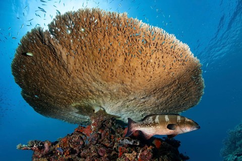 Multispotted Grouper or Gabriella's Grouper (Epinephelus gabriellae)