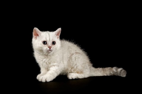 Selkirk Rex