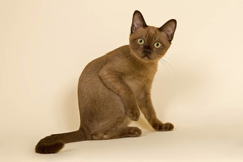 Tonkinese cat