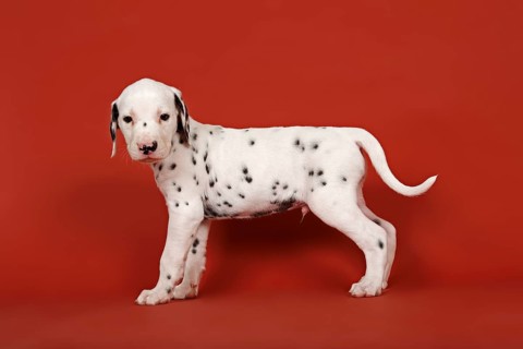 Dalmatian