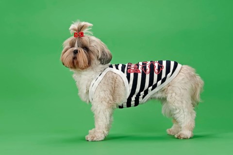 Shih Tzu dog