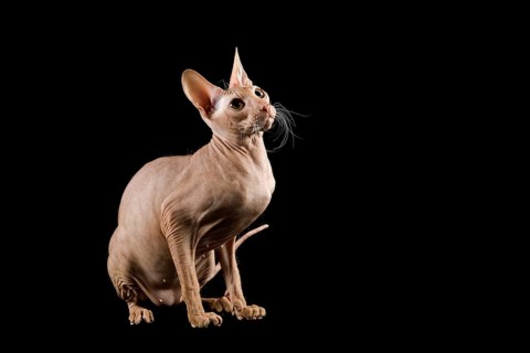 Peterbald cat