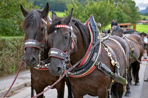 Ten-horse carriage with Noric horses from Abtenau in Salzburger Land