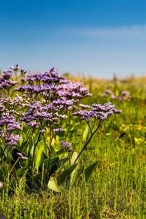 Common Sea Lavender (Limonium vulgare)