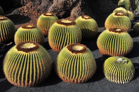 Giant Barrel Cactuses (Echinocactus platyacanthus) in the Jardin de Cactus