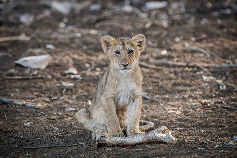 Asiatic lion (Panthera leo persica) cub with an animal bone
