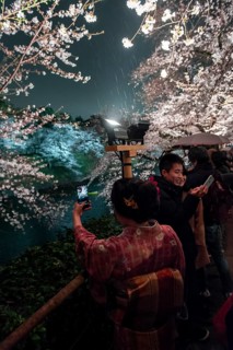 Tourists and Japanese under blossoming cherry foams at night