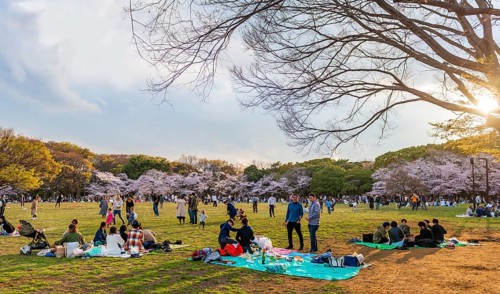 Japanese picnic under cherry blossoms in Yoyogi Park at Hanami Fest